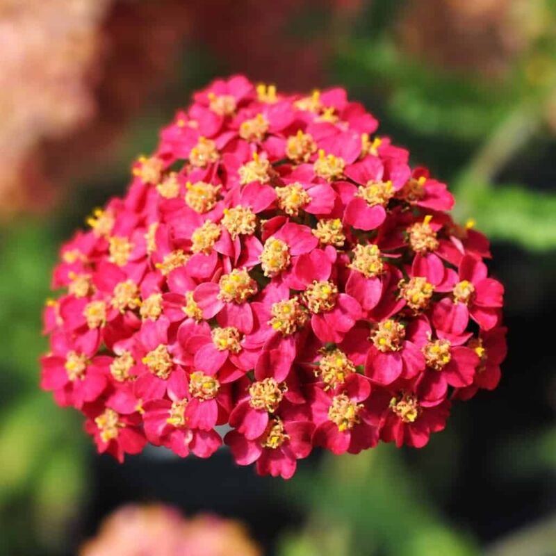 Achillea millefolium 'Summerwine' ---